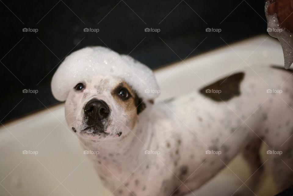 the dog in the bathroom with foam on head