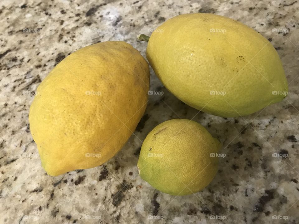 My lemon tree   The lemons are huge lol the little one is from the store lol