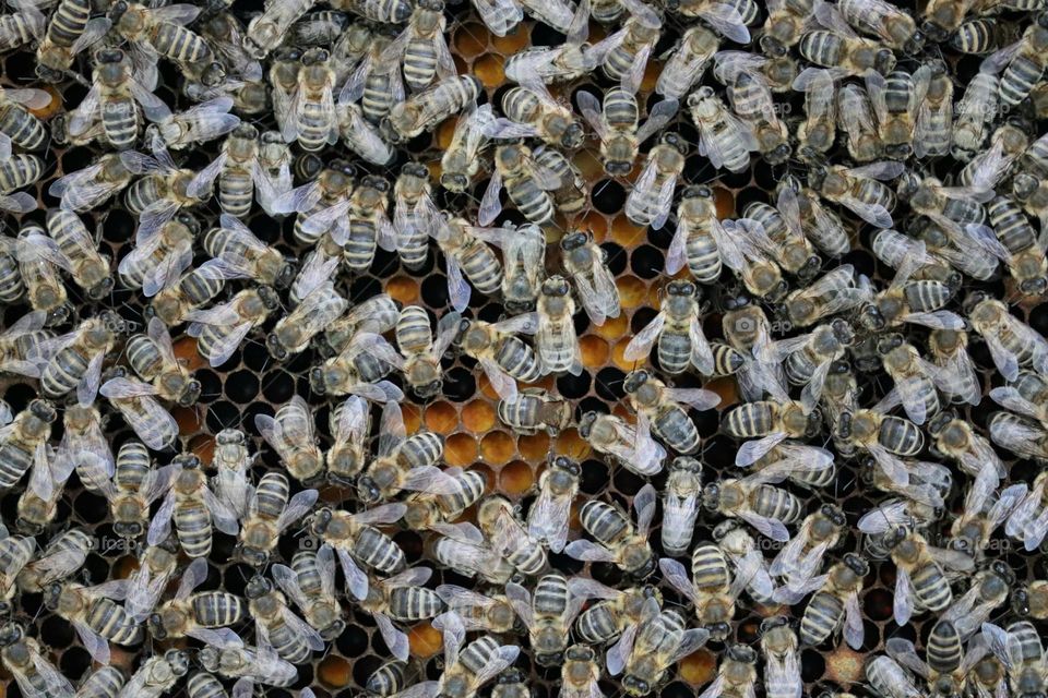 Birds& Bees- Nature in Motion