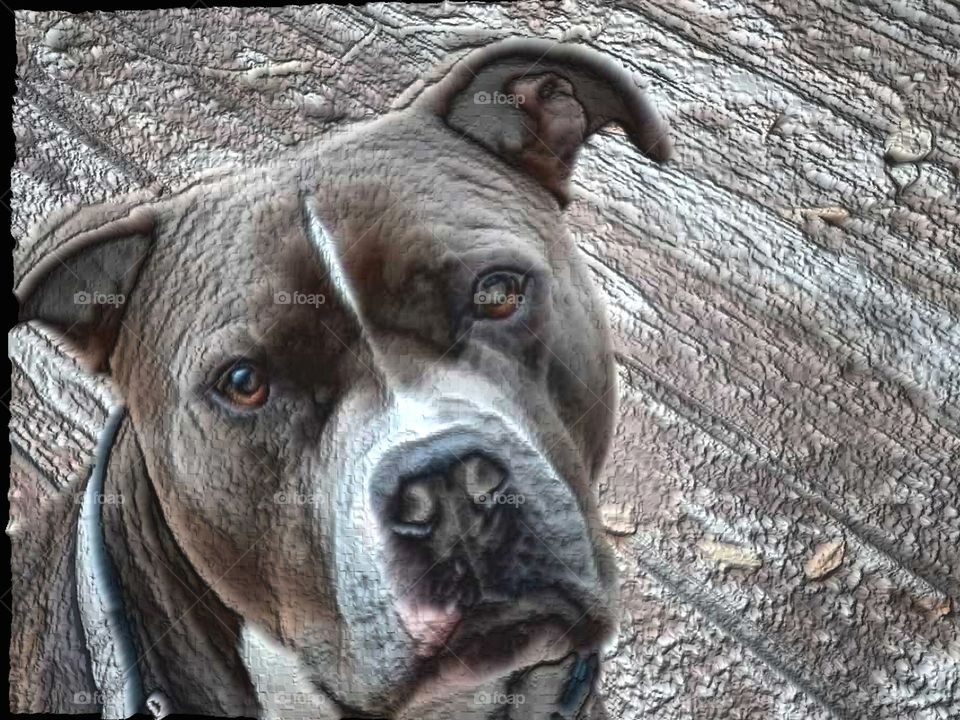 nose ears pit bull eyes handsome strong guardian