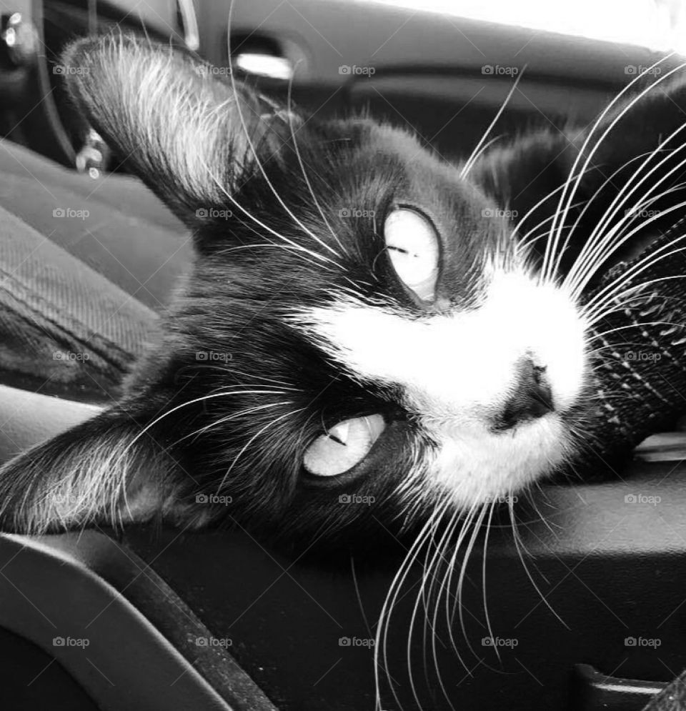 Kitty Cat In Car. Black & White 