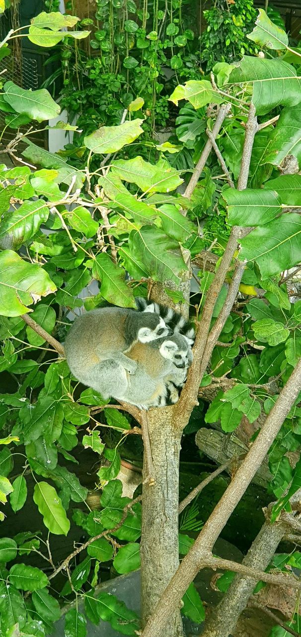 A couple of lemurs