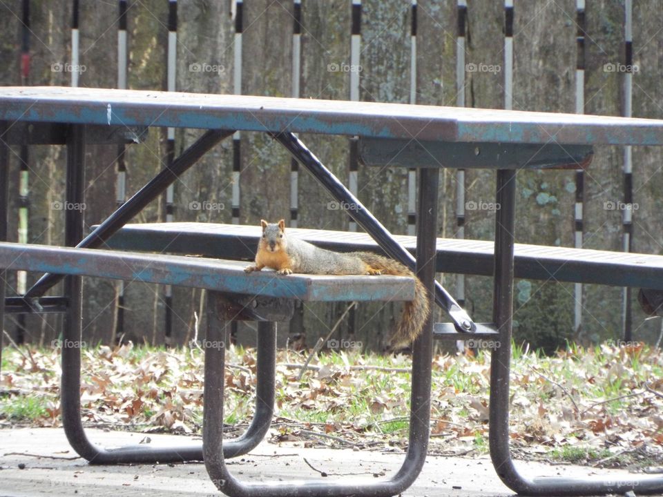 Squirrel on a bench