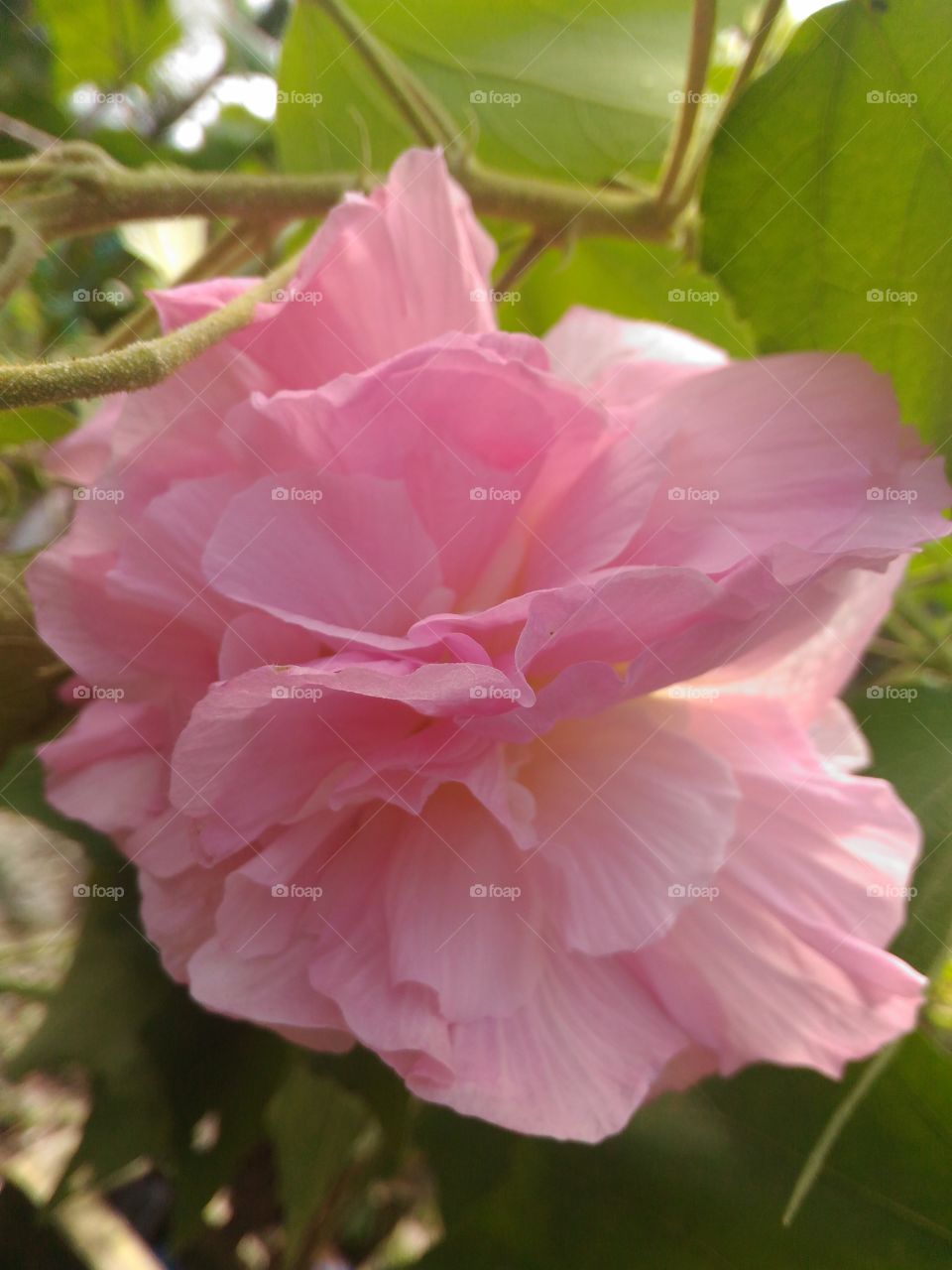 A seasonal flower Sthalpadma