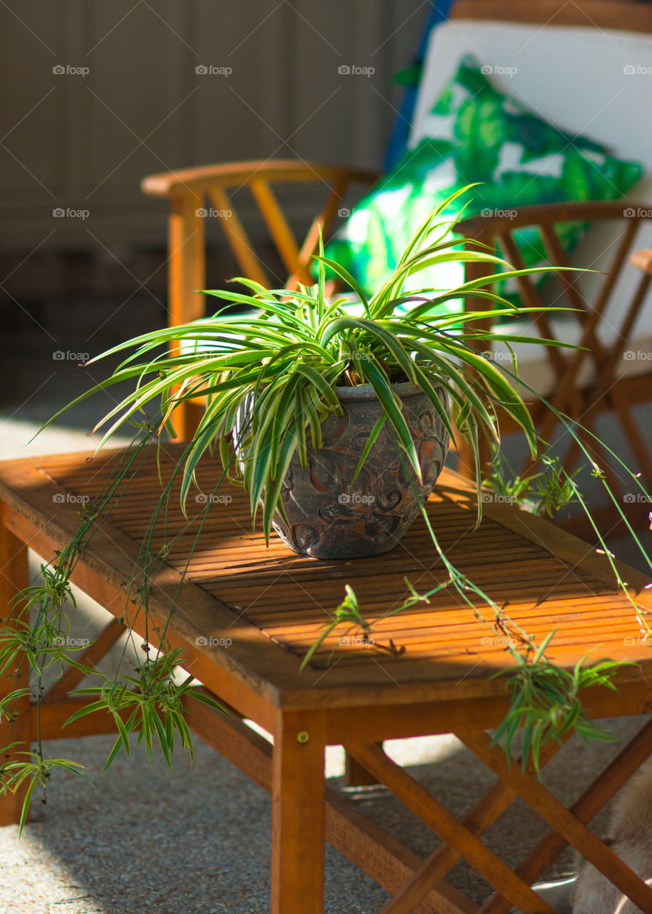 Spider Plant Houseplant Outdoors 