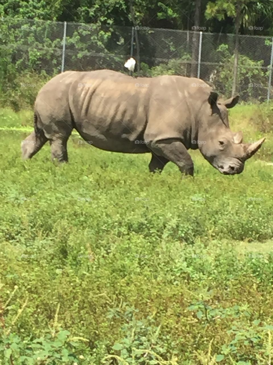 Rhino outside gorgeous in nature