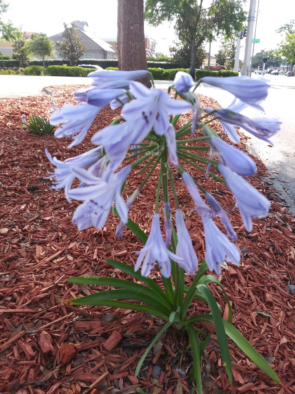 Beautiful flowers