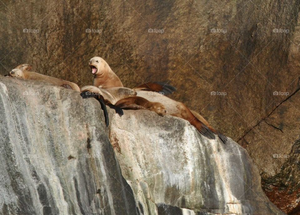 Sea Lion yawning