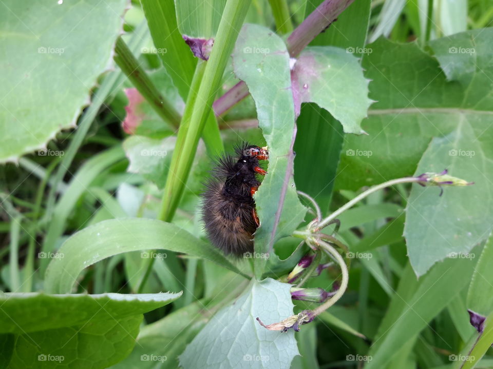 Black hairy caterpillar