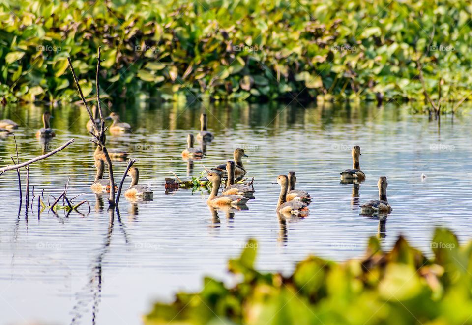 Closeup flock of billed duck aquatic bird (Anatidae species family), a chicken sized bird spotted in swimming in the lake field with Flowering Water Hyacinth. Sultanpur Bird Sanctuary, Haryana India.