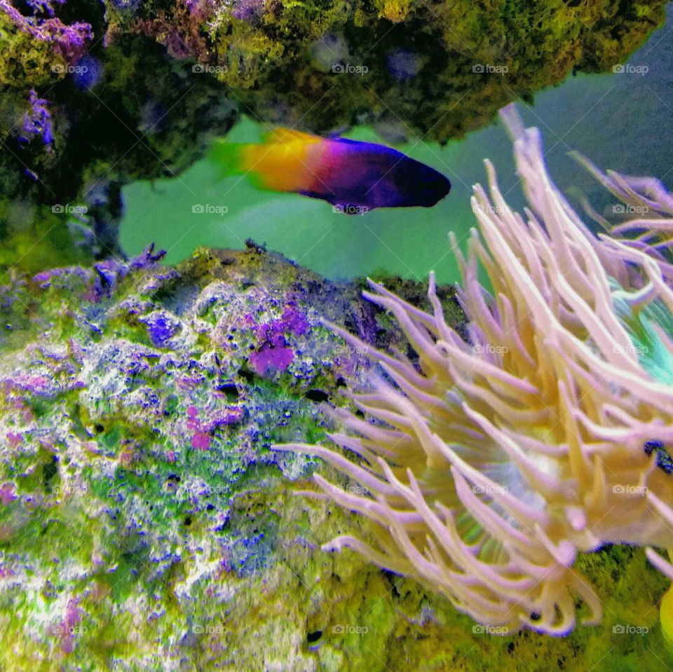 Colorful tropical fish swimming past coral and sea anemone
