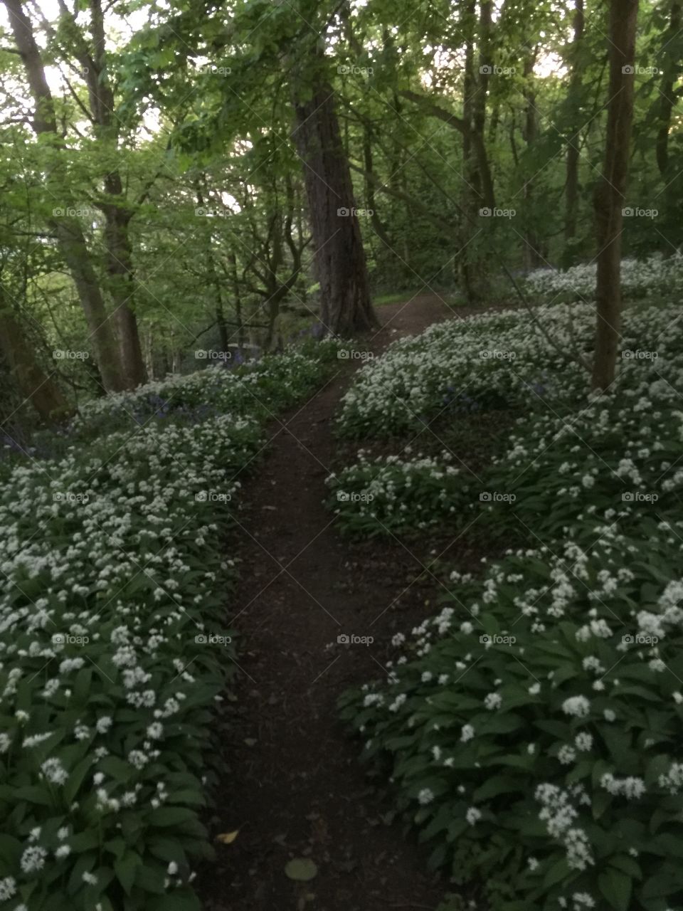 Pathway through the woods wild garlic