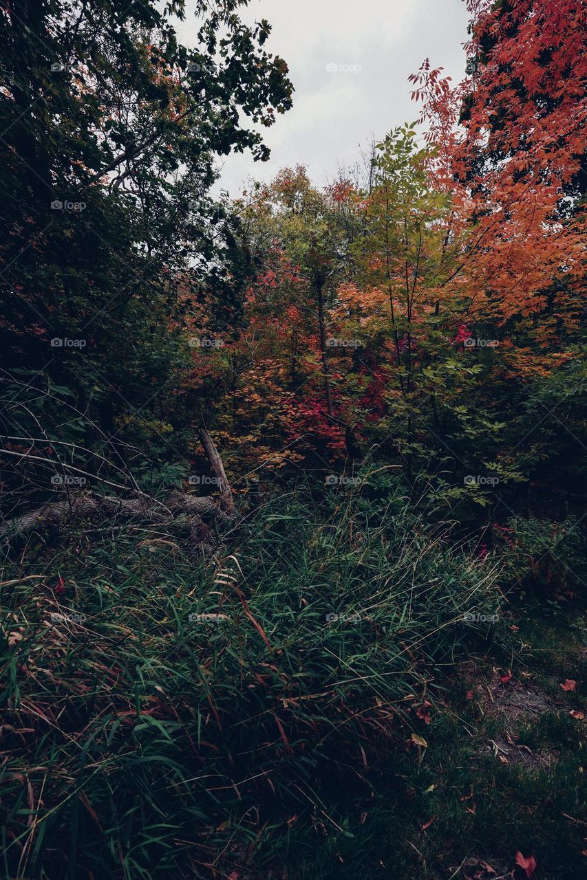 Beautiful fall colors on display