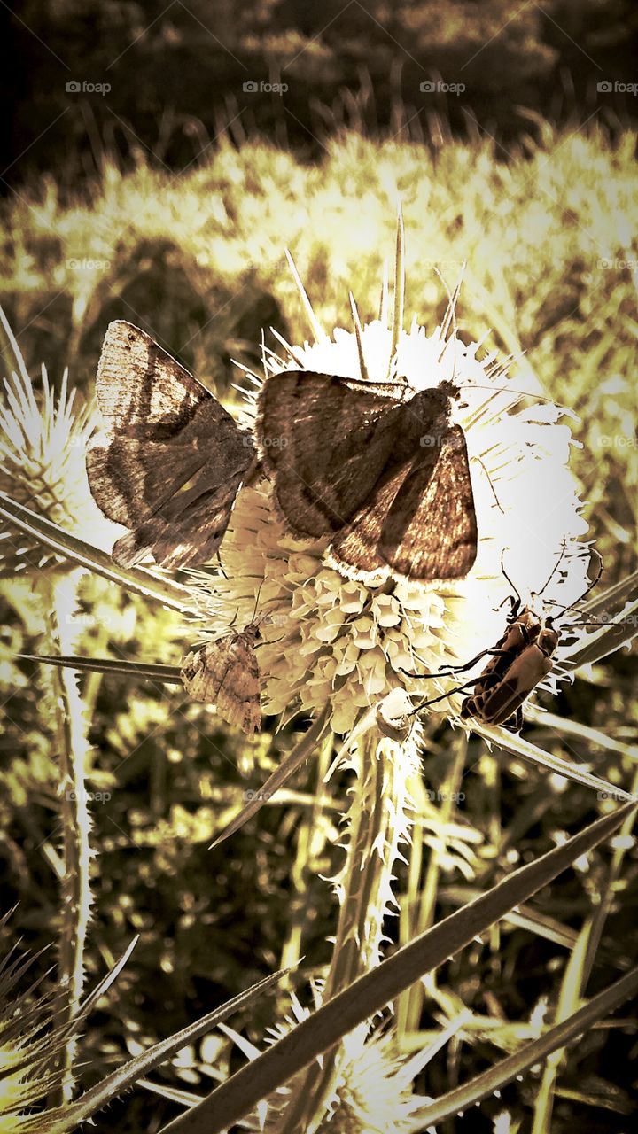 sepia tone and butterflies