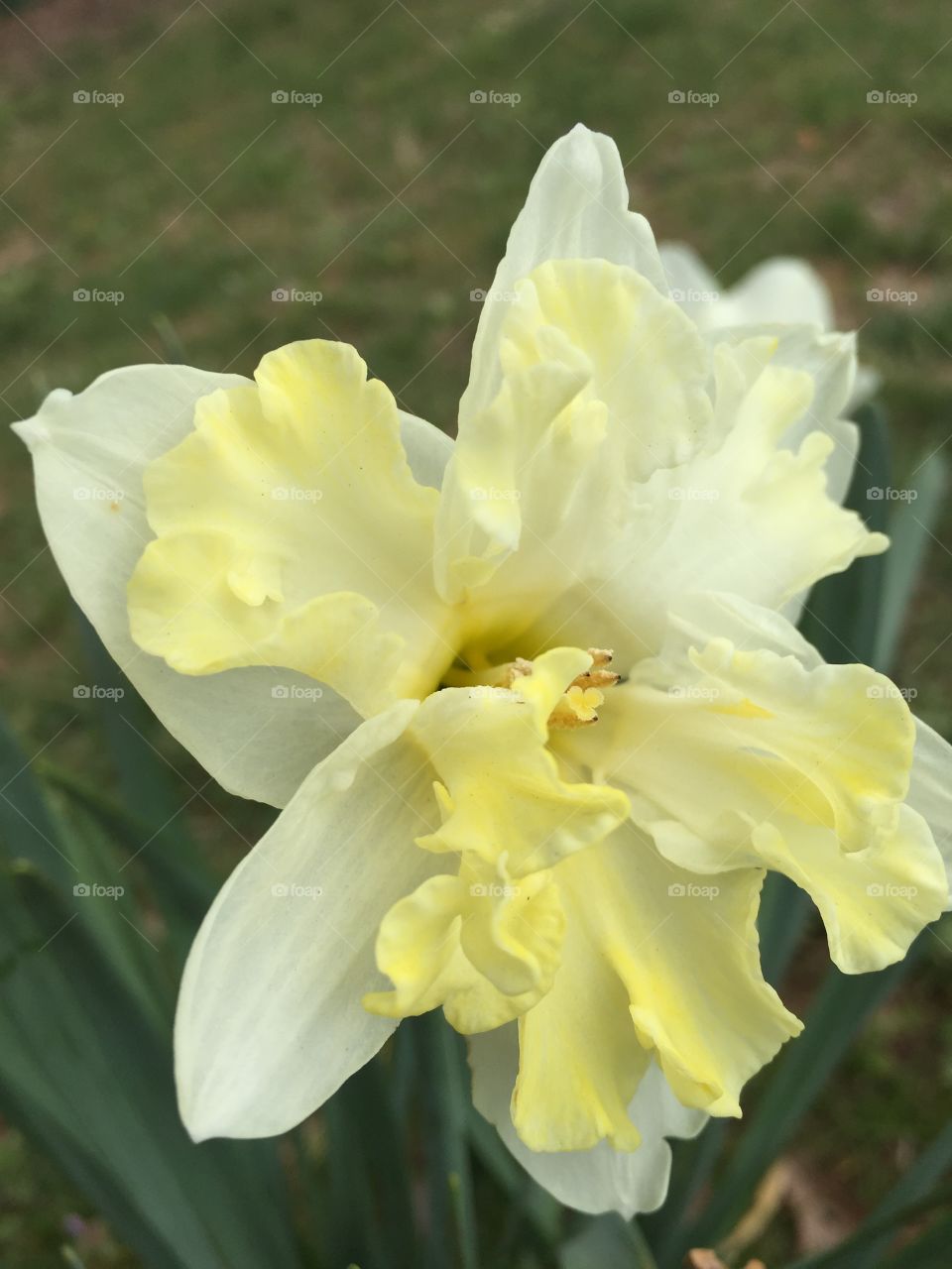 Close-up of daffodils flower