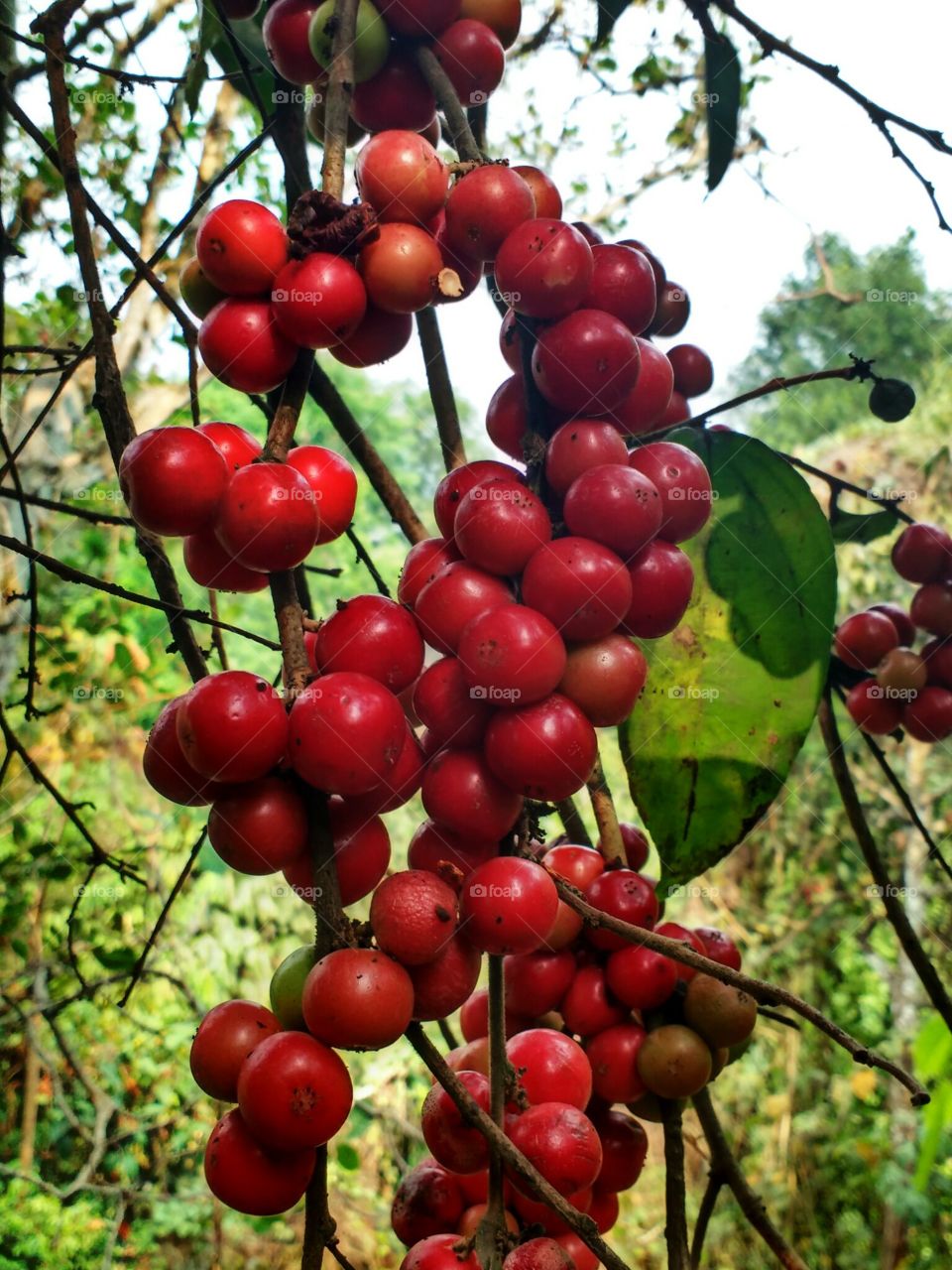 red fruits