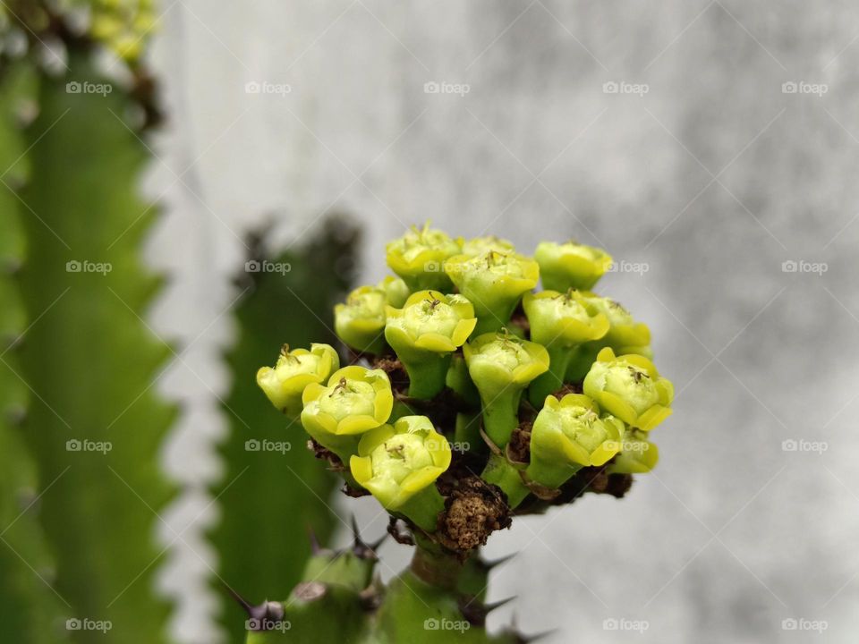 Ancients Euphorbia