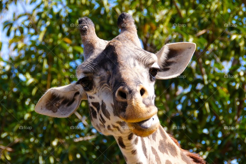 Friendly giraffe