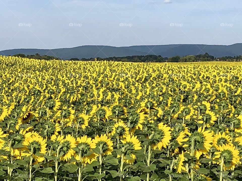 Rear view of a sunflower field /farm with Mountain View’s Chambersburg Pennsylvania 