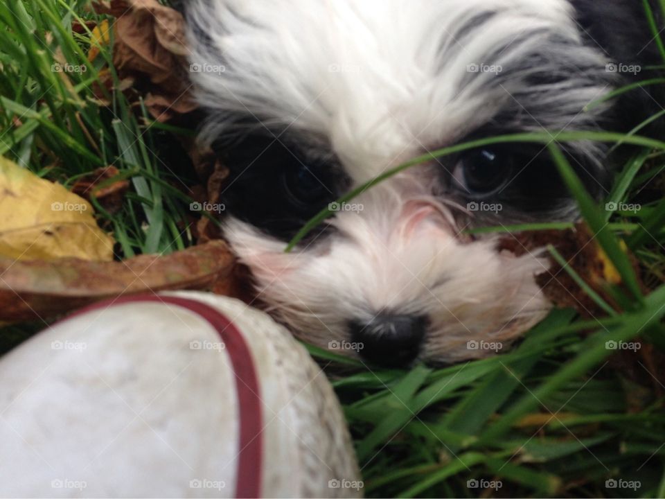 Ryder's first time in the grass 