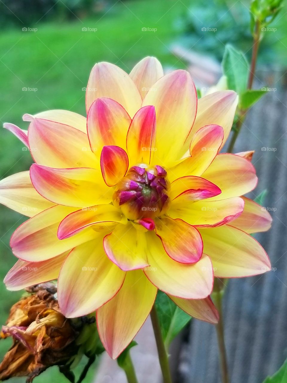 Beautiful red and yellow Dahlia flower