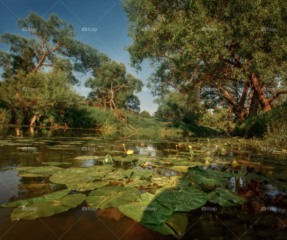 Forest river at summer day