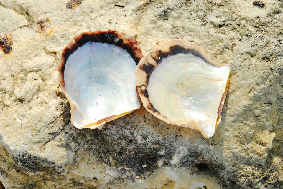 pearl Seashell on stone