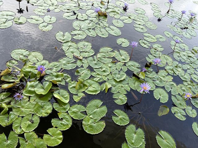 Lotus pond in Marina bay