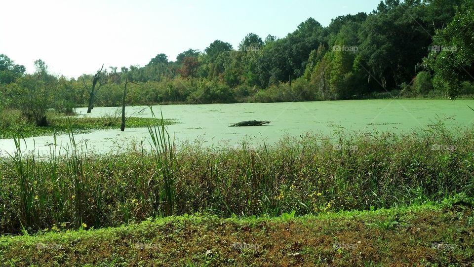 Swampland Gators