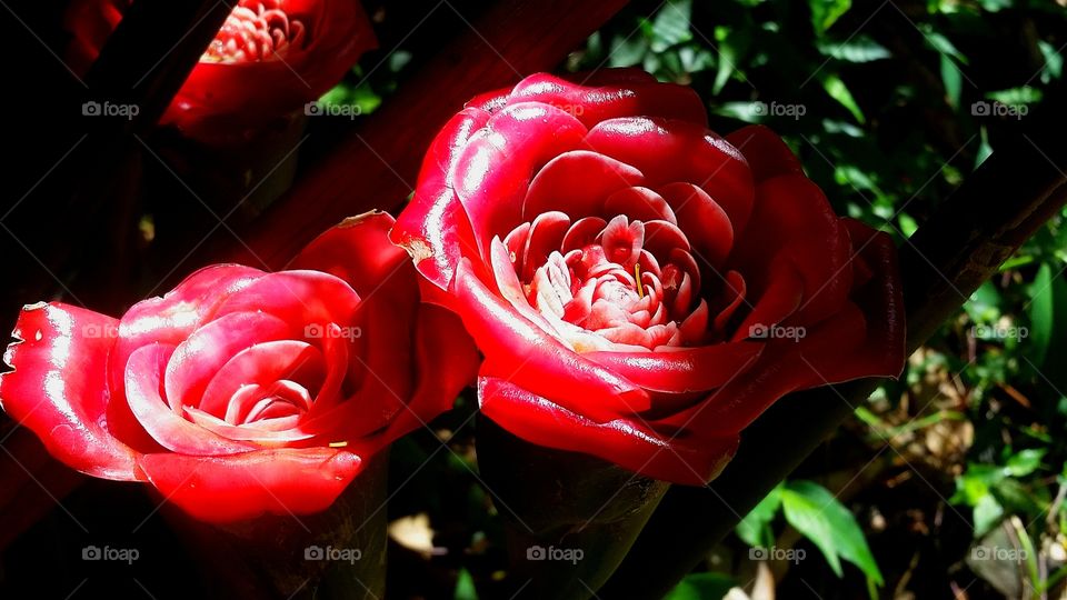 Thai roses