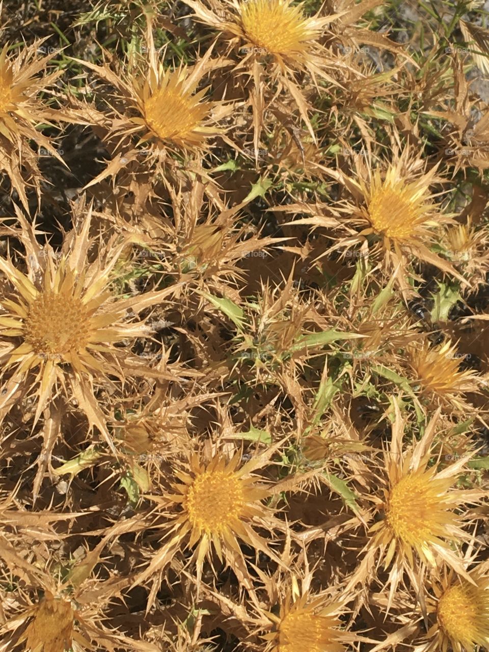 Thistle flowers 