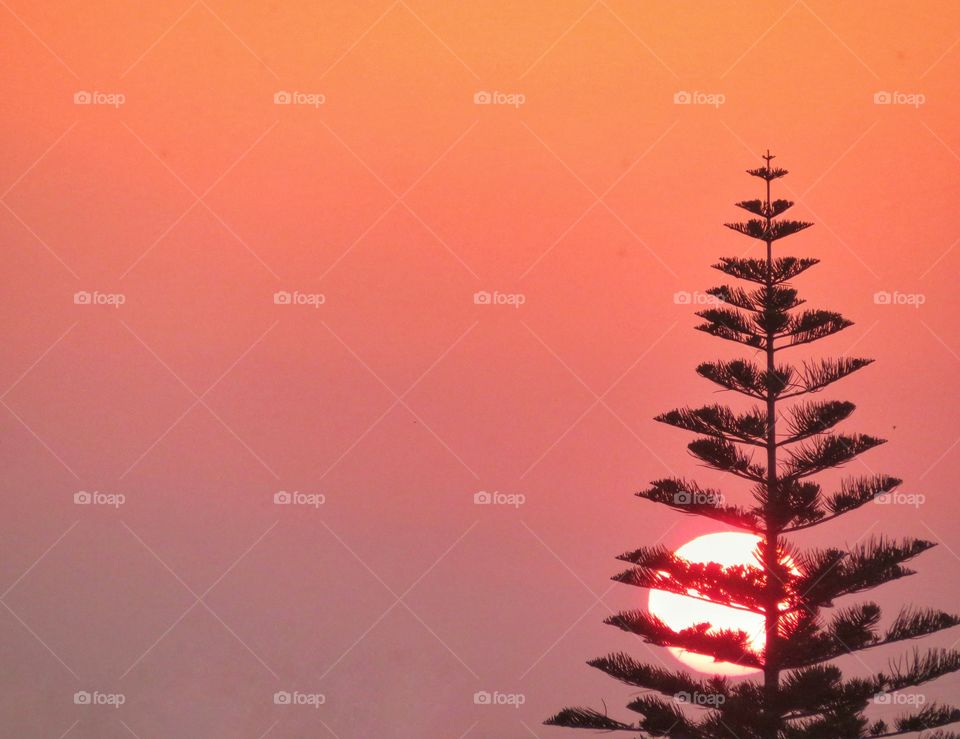 sunset hide and seek, sun hidden behind  a pine tree