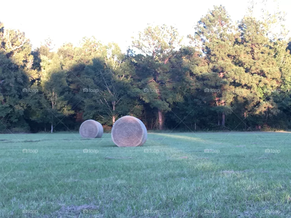Louisiana hay field 