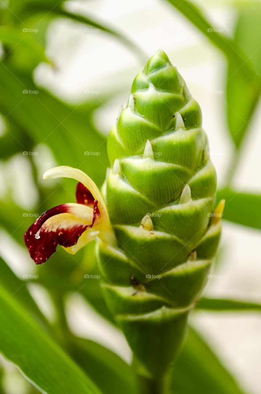 Ginger Flower