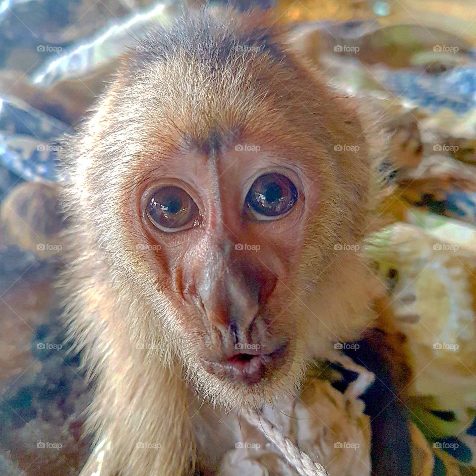 The cutest pets in the world