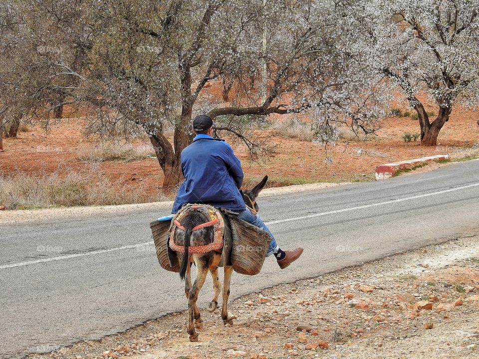 Donkey ride