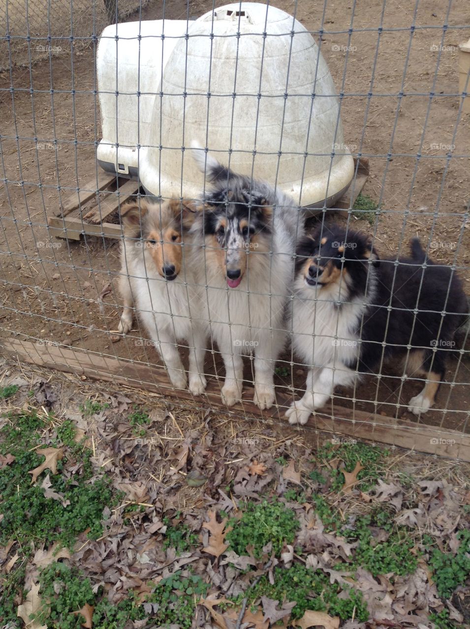 Collie pups at 3 months 