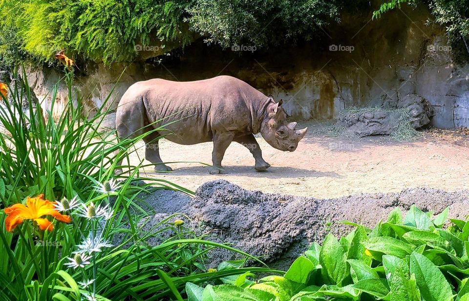 rhino