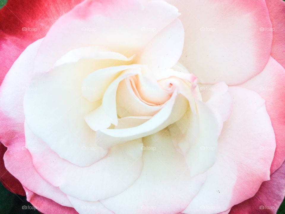 macro rose