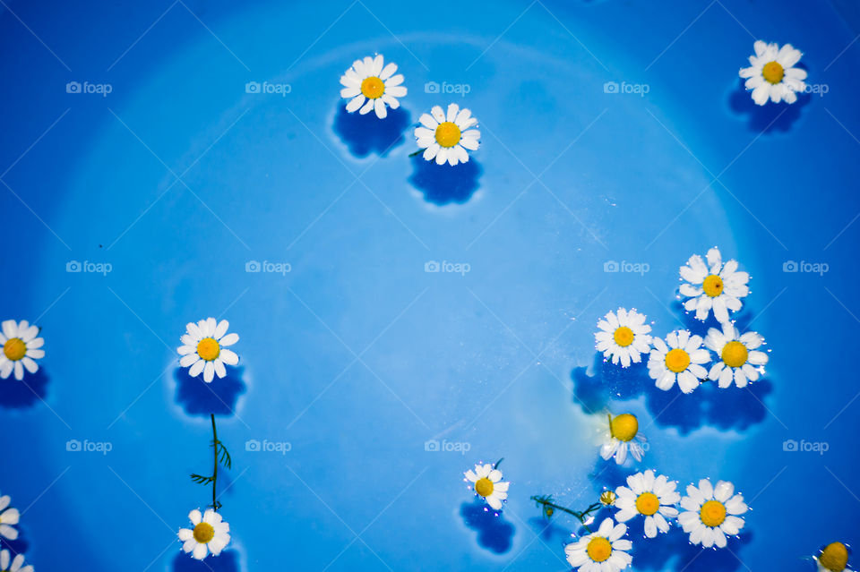 Close-up of small and beautiful daisies in a blue bowl with transparent water and shadow at the bottom of the bowl.