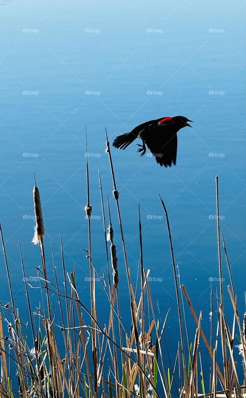 Red-winged blackbird flying beside pond 