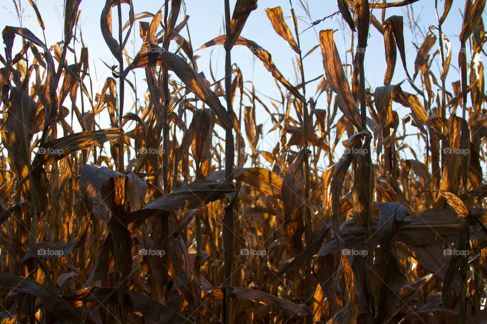 fall corn harvest