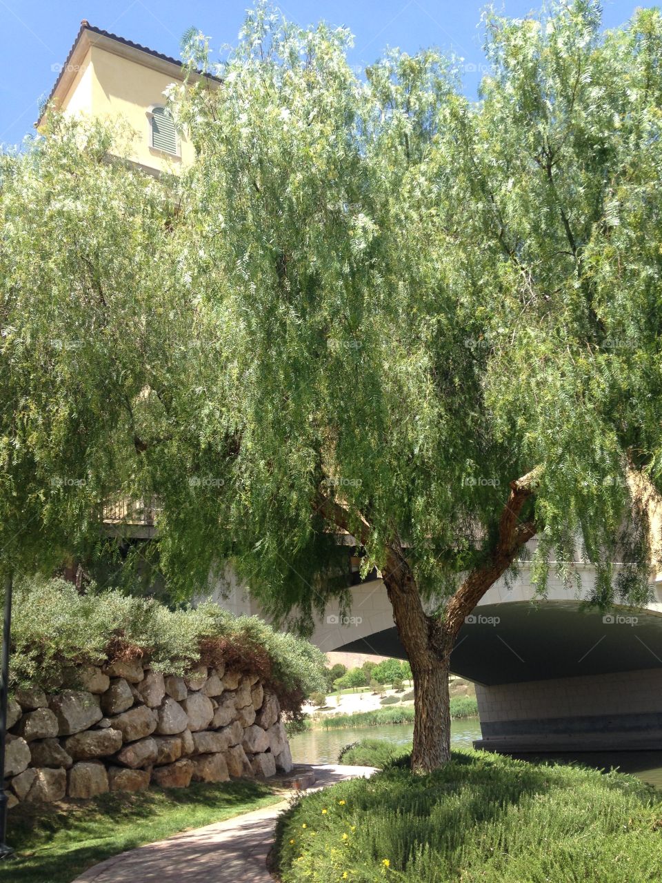 Weeping willow tree on the bank of Lake Las Vegas