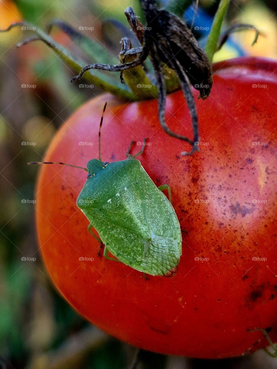 Green insect on tomato