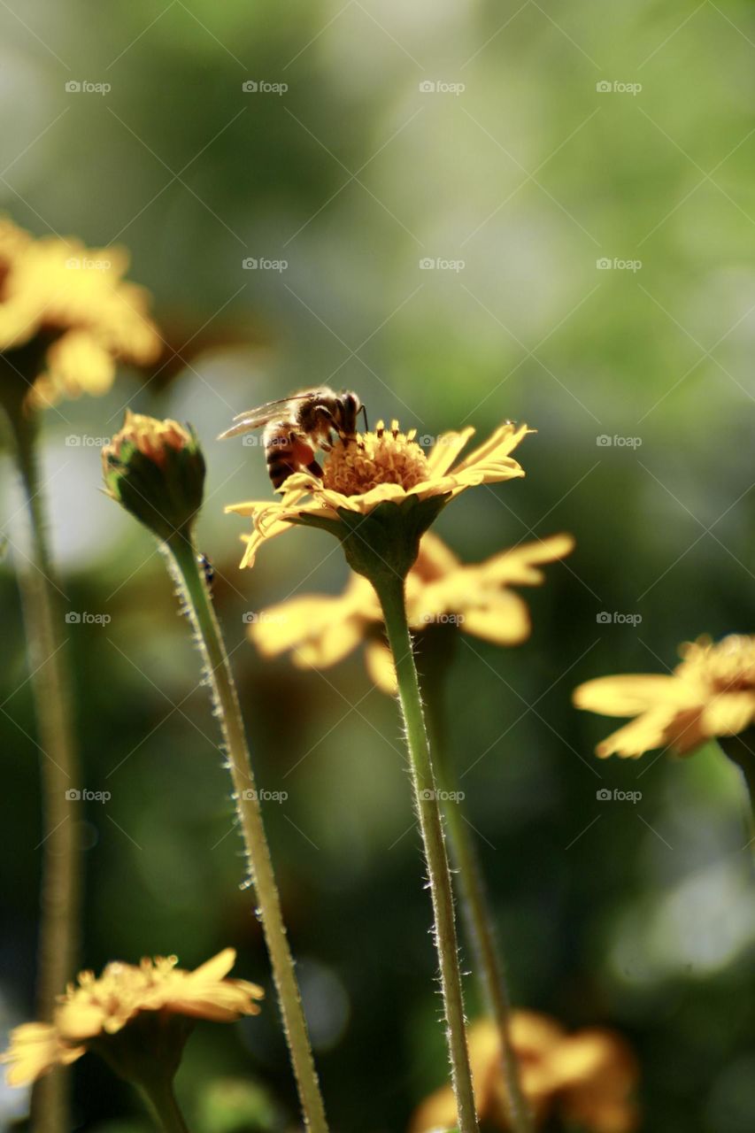 A bee 🐝