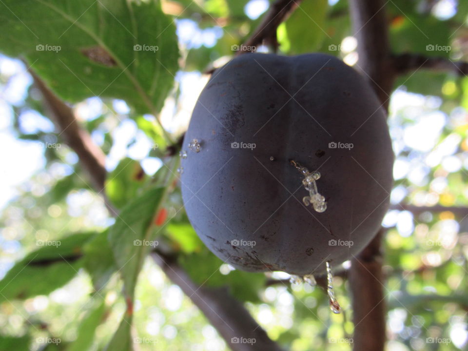 plum on the tree, sweet syrup