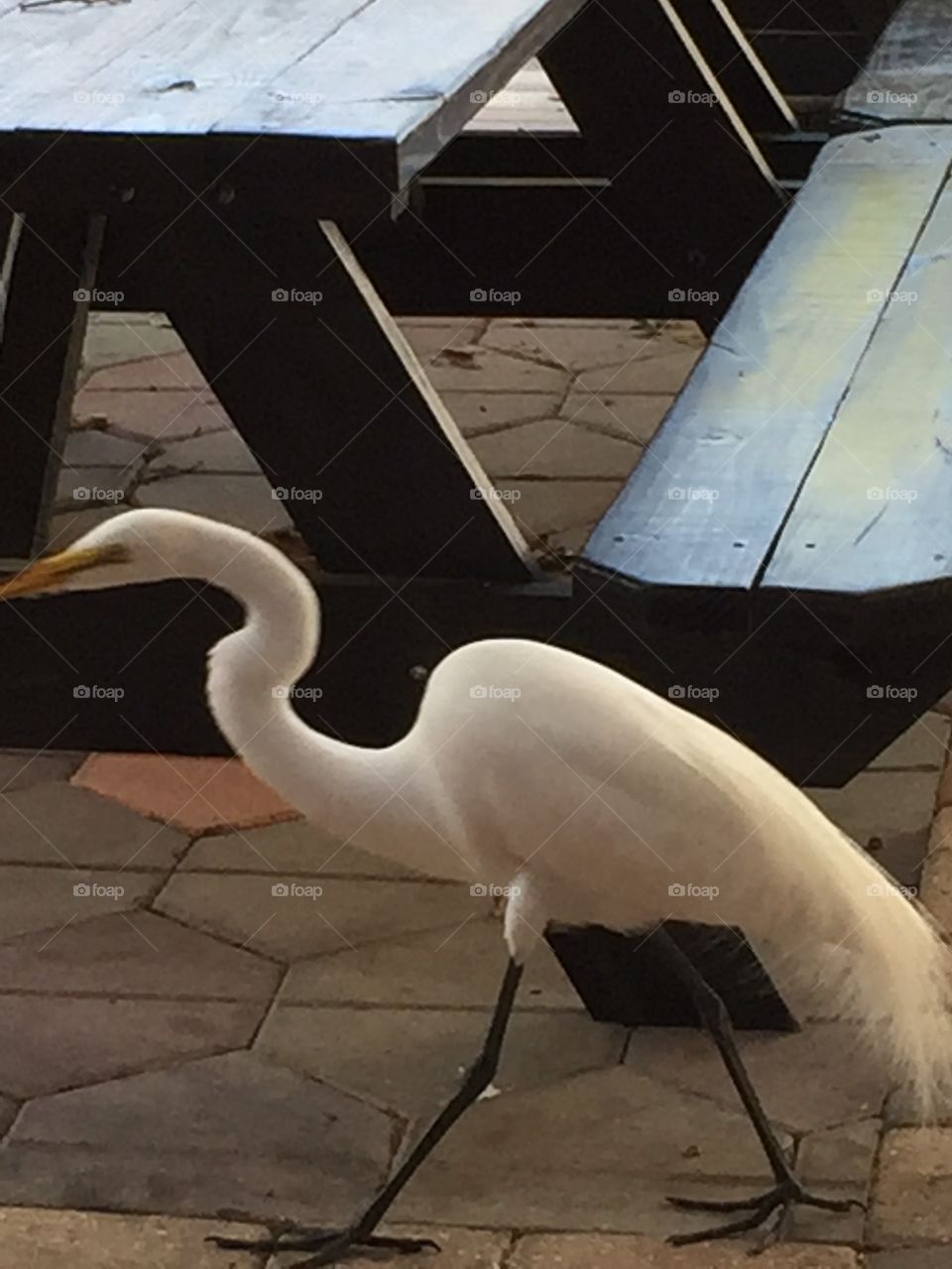 Street Life in St. Petersburg, Florida