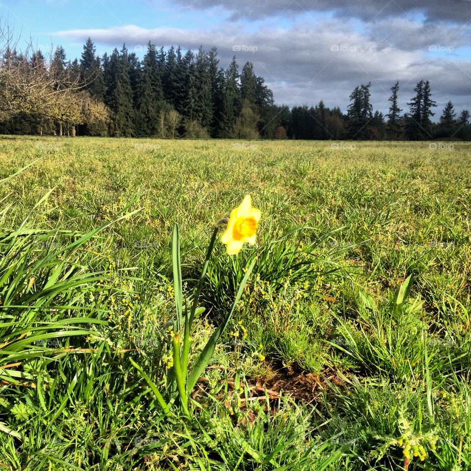 Daffodil in field