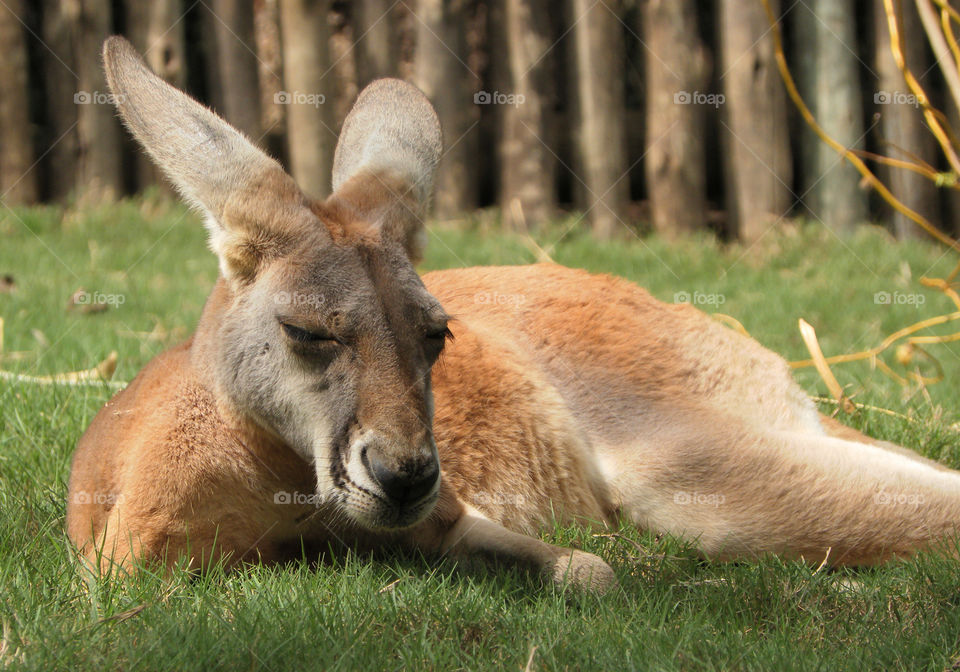 Drowsy kangaroo