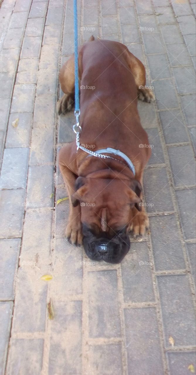 Dog  on the asfalt in the street in a beautiful morning day